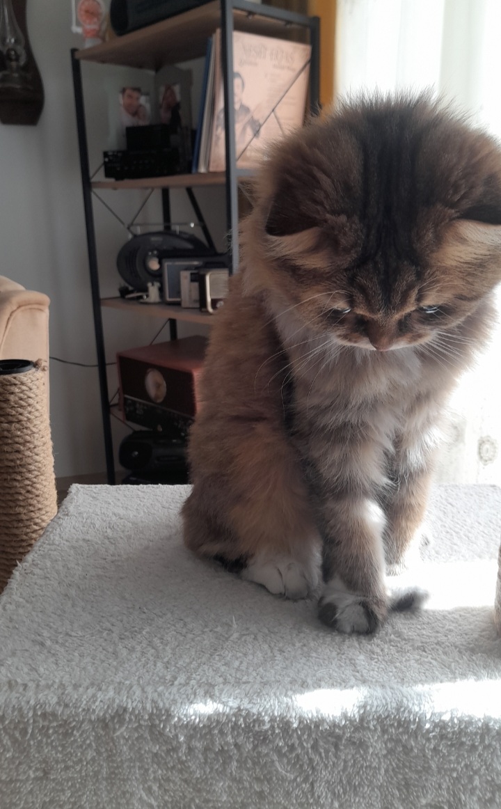 Banayalanatmabünyamin