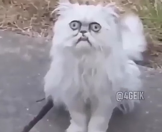 Entry görseli